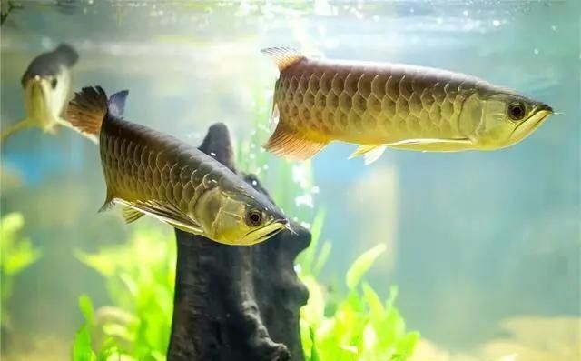 如何判斷兩條龍魚是否適應混養，兩條龍魚是否適應混養 如何判斷兩條龍魚是否適應混養，兩條龍魚是否適應混養 龍魚百科 第11張
