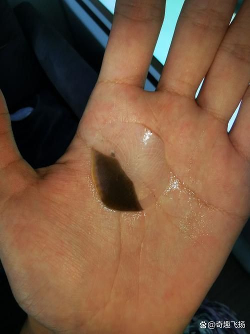 如何判斷兩條龍魚是否適應混養，兩條龍魚是否適應混養 如何判斷兩條龍魚是否適應混養，兩條龍魚是否適應混養 龍魚百科 第9張