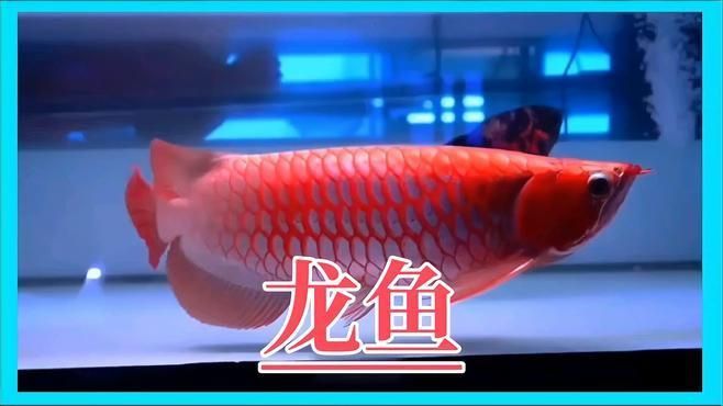 給我推薦一些高顏值的龍魚，新手養龍魚，如何挑選高顏值龍魚