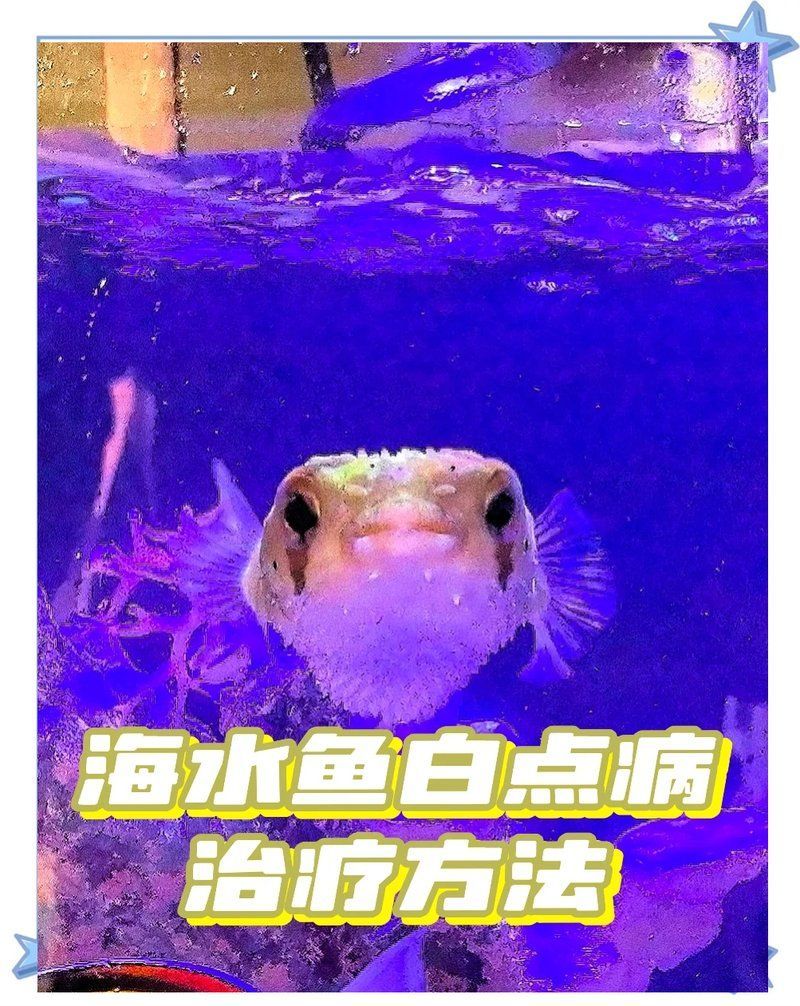 如何判斷海水魚是否感染寄生蟲，如何判斷海水魚感染寄生蟲
