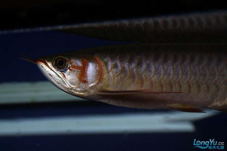 李亞四龍魚有哪些經典品種？，李亞四龍魚的飼養技巧