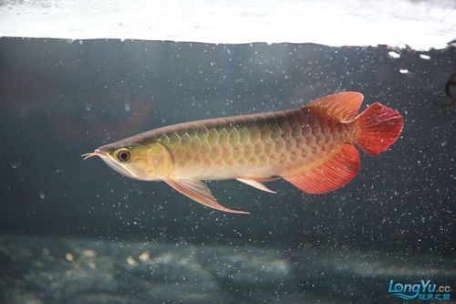 李亞四龍魚有哪些經典品種？，李亞四龍魚的飼養技巧