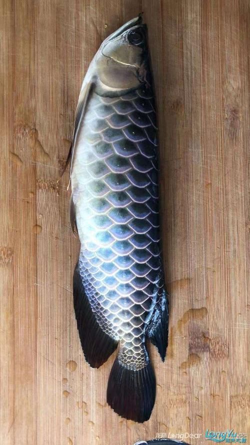 李亞四龍魚有哪些經典品種？，李亞四龍魚的飼養技巧