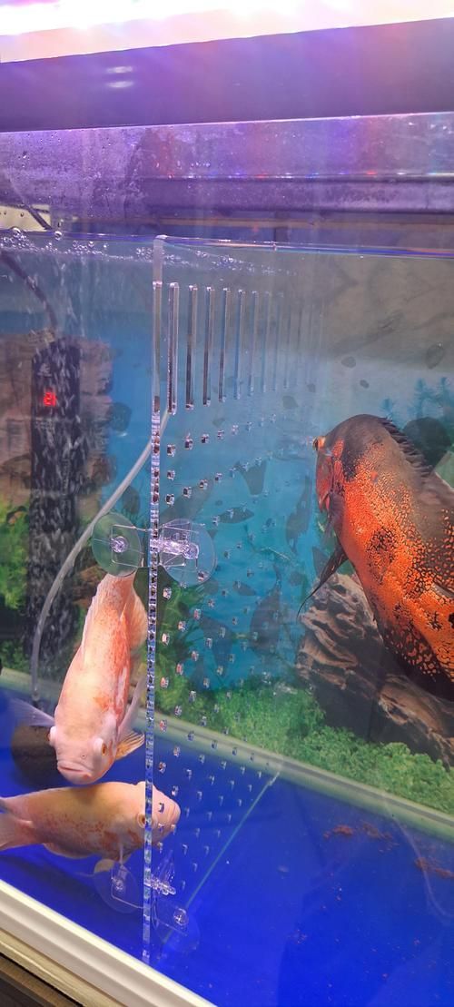 如何減少招財魚對龍魚的騷擾，如何減少招財魚騷擾