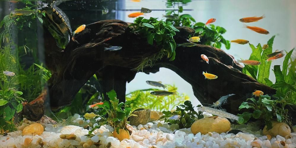 如何減少招財魚對龍魚的騷擾，如何減少招財魚騷擾