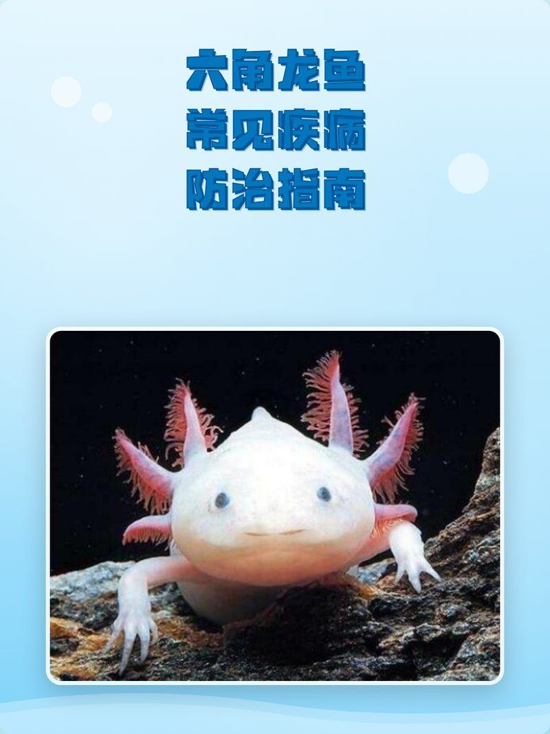 如何預防六角龍魚患病，六角龍魚預防疾病預防措施，六角龍魚白斑病防治指南