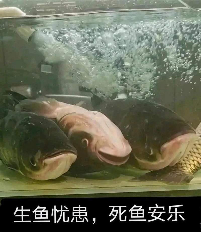 有沒有佛說魚安葬的圖片示例，佛教八吉祥中“雙魚”象征意義的圖文指南