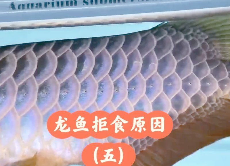 如何判斷魚是否食欲不振，如何判斷魚是否食欲不振， 如何判斷魚是否食欲不振，如何判斷魚是否食欲不振， 龍魚百科 第2張