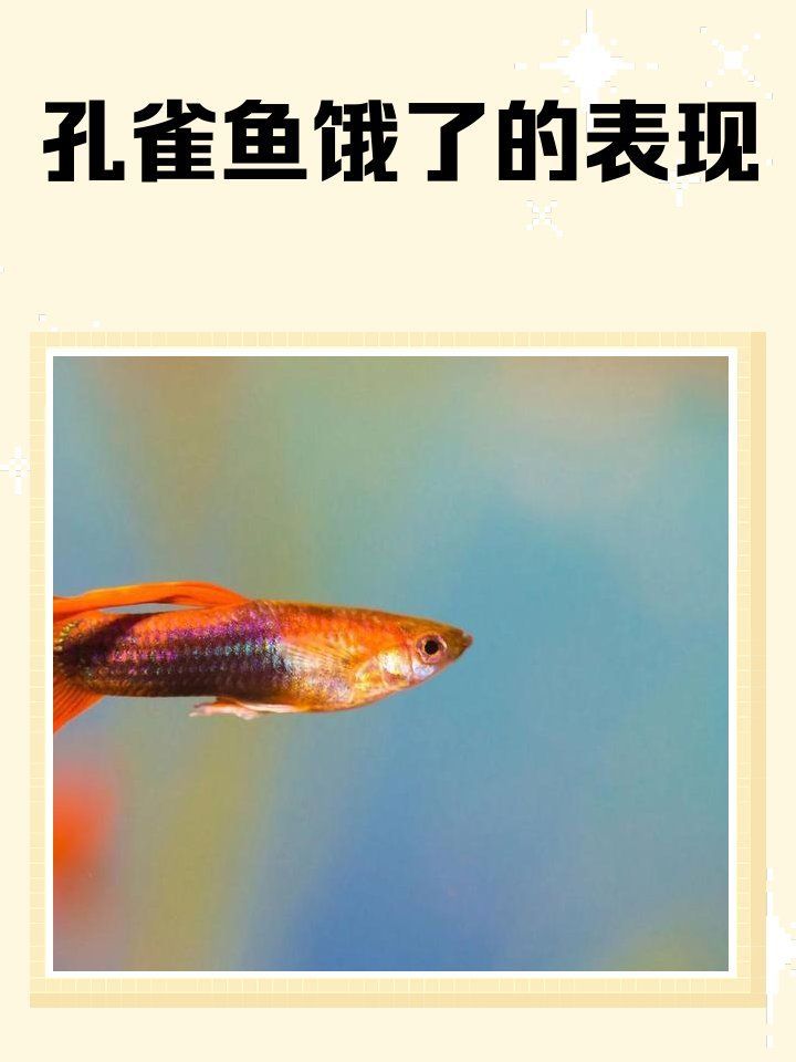 如何判斷魚是否食欲不振，如何判斷魚是否食欲不振， 如何判斷魚是否食欲不振，如何判斷魚是否食欲不振， 龍魚百科 第1張