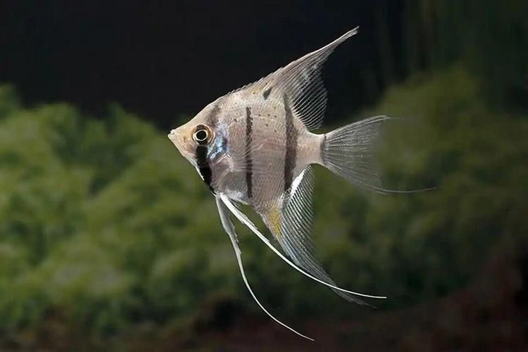 觀賞魚大全1000種，彩觀賞魚大全