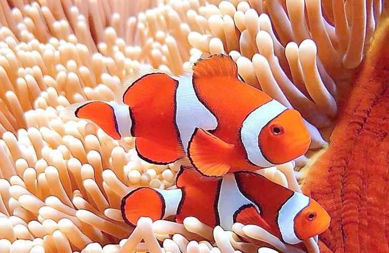 觀賞魚大全1000種，彩觀賞魚大全