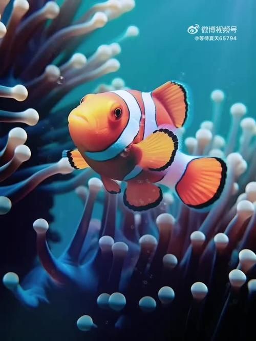 觀賞魚大全1000種，彩觀賞魚大全