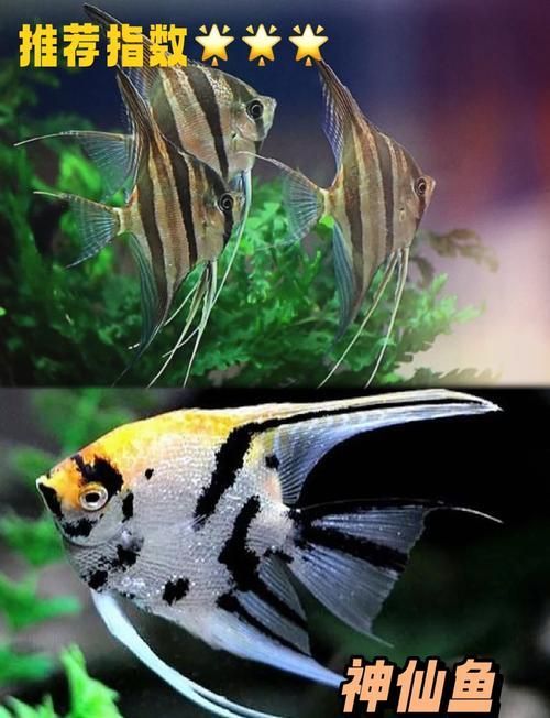 觀賞魚大全1000種，彩觀賞魚大全