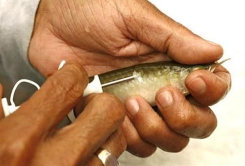 如何鑒別真假衡水龍魚？，如何鑒別真假衡水龍魚