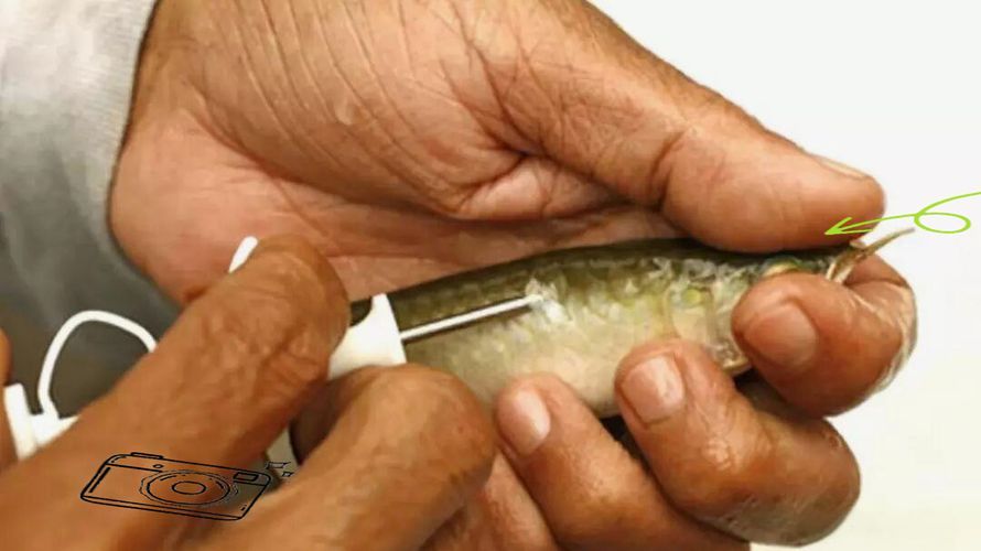 如何鑒別真假衡水龍魚？，如何鑒別真假衡水龍魚