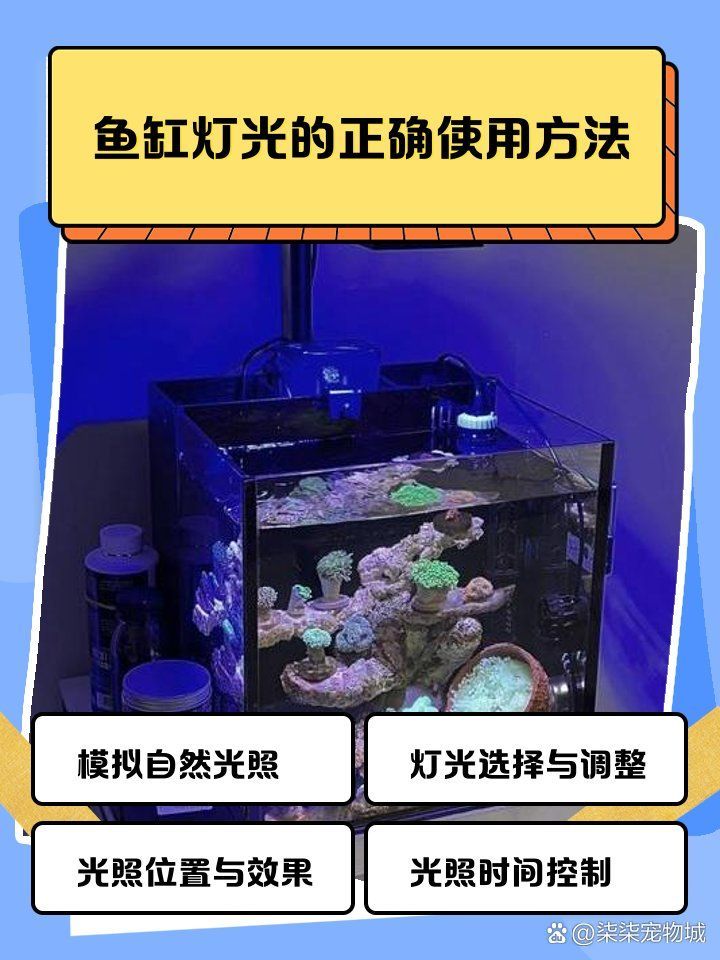 龍魚一開燈就不愛游動，如何調整燈光？，如何判斷龍魚是否適應了新燈光？ 龍魚一開燈就不愛游動，如何調整燈光？，如何判斷龍魚是否適應了新燈光？ 龍魚百科 第1張