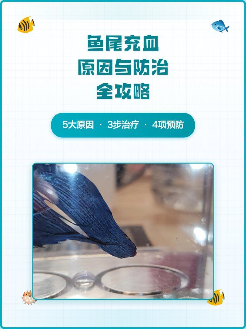 如何預防魚尾巴充血，預防魚尾充血的方法