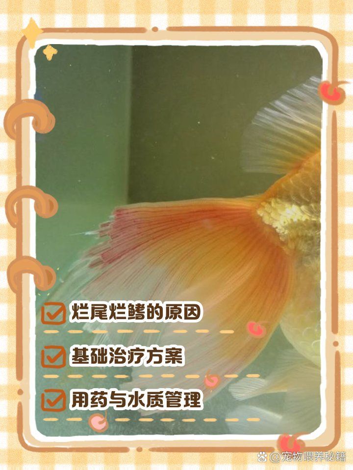魚爛鰭爛尾后多久會康復，如何判斷魚爛鰭爛尾是否好轉