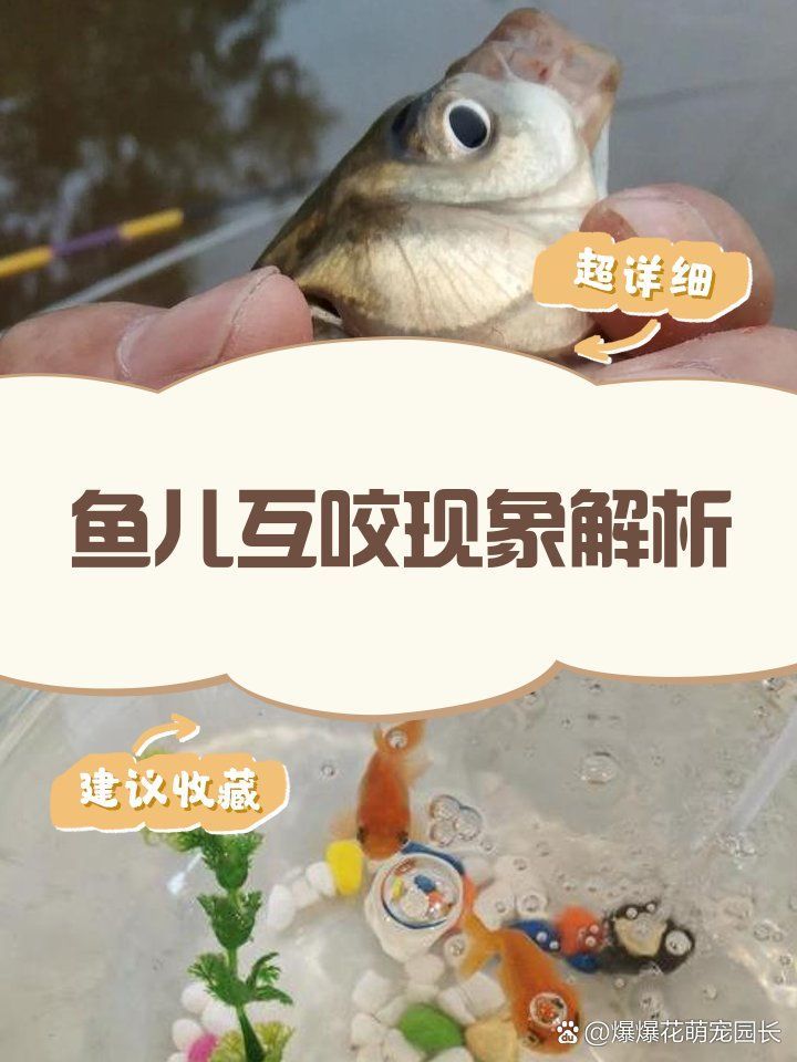 有哪些藥物可以預防魚咬魚，如何預防魚咬魚