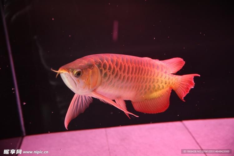 黃山風景龍魚圖片，黃山春節民俗活動，“鯉魚跳龍門”展現“魚化龍”傳統文化意境