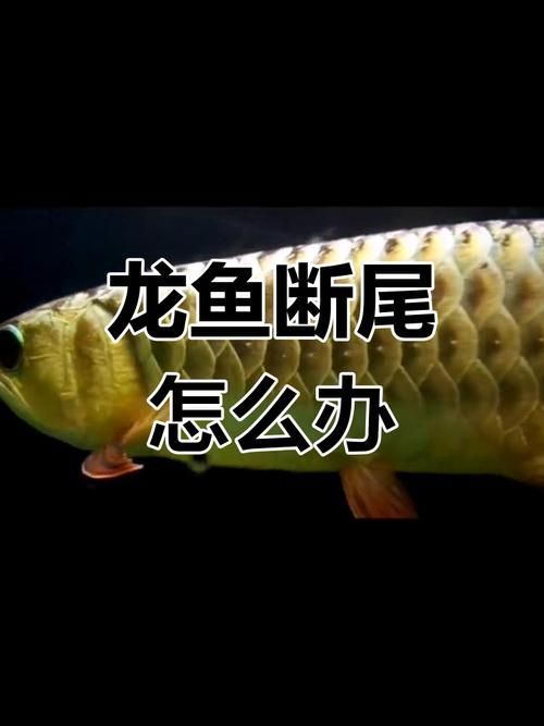 龍魚斷尾恢復期間需要做什么？，關于龍魚斷尾恢復期的護理 龍魚斷尾恢復期間需要做什么？，關于龍魚斷尾恢復期的護理 龍魚百科 第6張