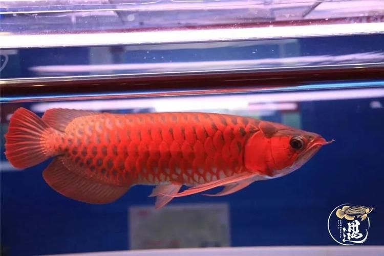 “龍魚不關燈”是否與魚龍舞有關？，“龍魚不關燈”與“魚龍舞的關聯