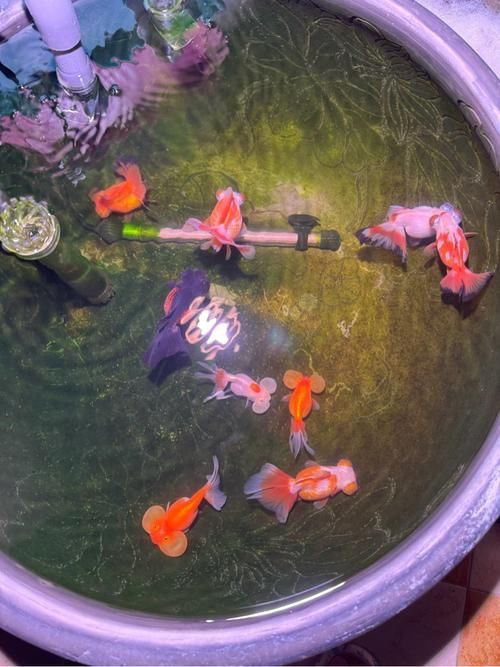如何判斷魚是否趴缸,arxiv論文助手判斷魚是否趴缸是否趴缸是否趴缸 龍魚百科 第3張 如何判斷魚是否趴缸,arxiv論文助手判斷魚是否趴缸是否趴缸是否趴缸 如何判斷魚是否趴缸,arxiv論文助手判斷魚是否趴缸是否趴缸是否趴缸 龍魚百科 第3張