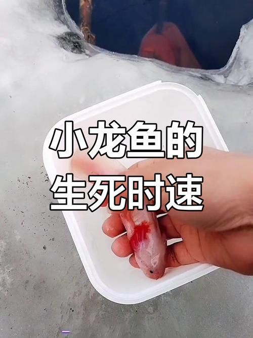 給我更多小龍魚(yú)的圖片，小龍魚(yú)品種對(duì)比表，幫你清晰區(qū)分金龍、紅龍、銀龍的外觀與飼養(yǎng)難度