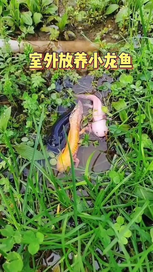 給我更多小龍魚(yú)的圖片，小龍魚(yú)品種對(duì)比表，幫你清晰區(qū)分金龍、紅龍、銀龍的外觀與飼養(yǎng)難度