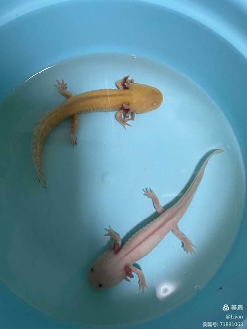 給我更多小龍魚(yú)的圖片，小龍魚(yú)品種對(duì)比表，幫你清晰區(qū)分金龍、紅龍、銀龍的外觀與飼養(yǎng)難度