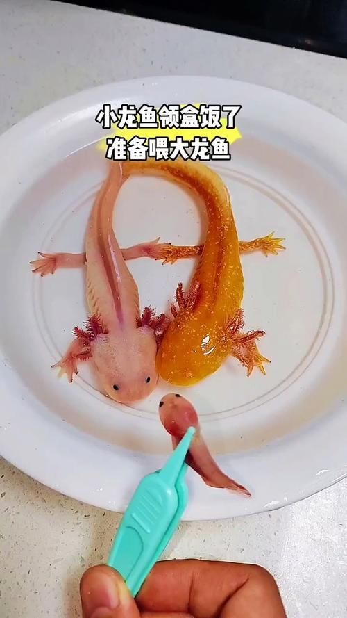 給我更多小龍魚(yú)的圖片，小龍魚(yú)品種對(duì)比表，幫你清晰區(qū)分金龍、紅龍、銀龍的外觀與飼養(yǎng)難度
