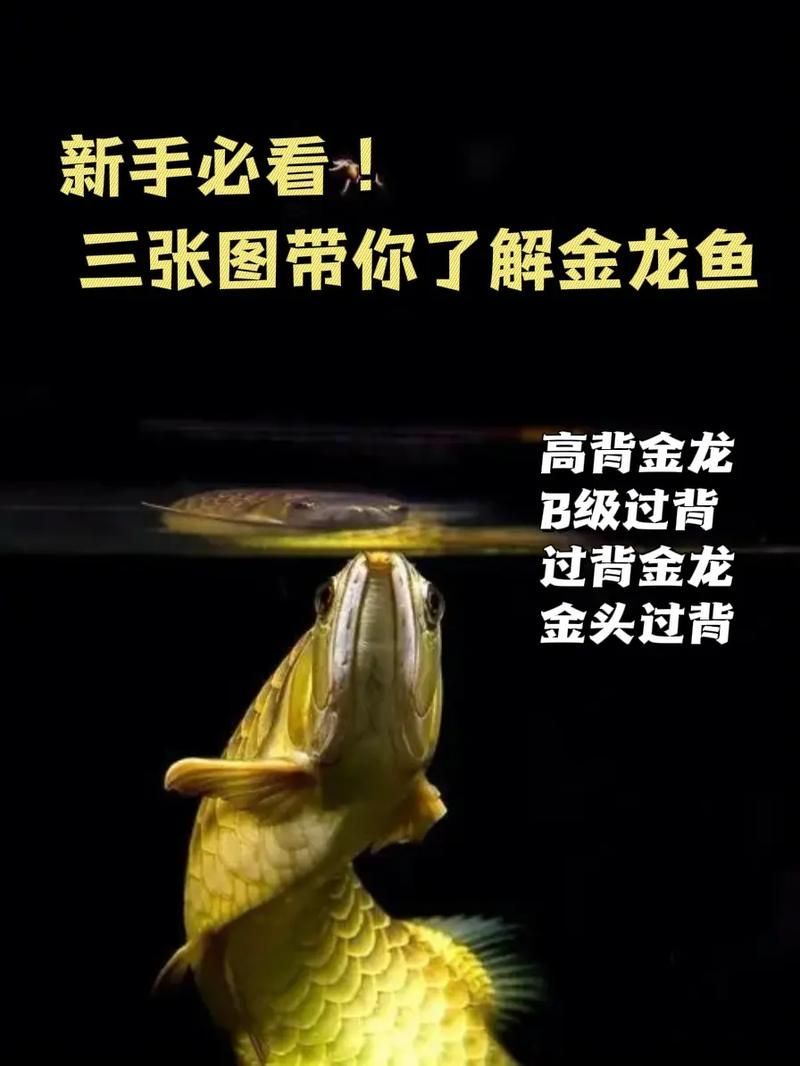 如何鑒別小金龍魚的品種，如何鑒別小金龍魚品種