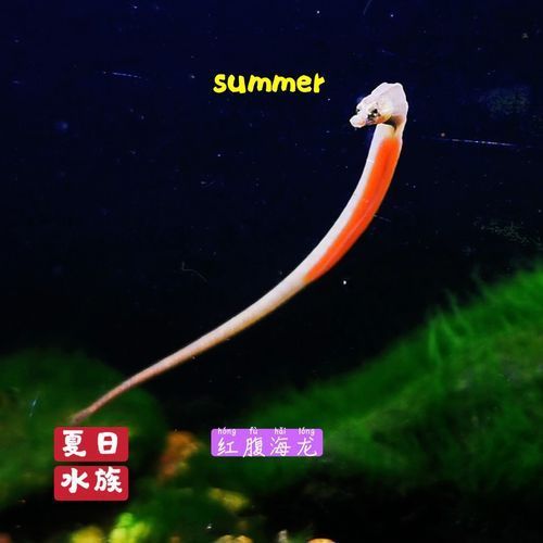 淡水海龍魚的價格是多少？，淡水海龍魚的價格因品種、大小和市場需求而異，淡水海龍魚價格較高