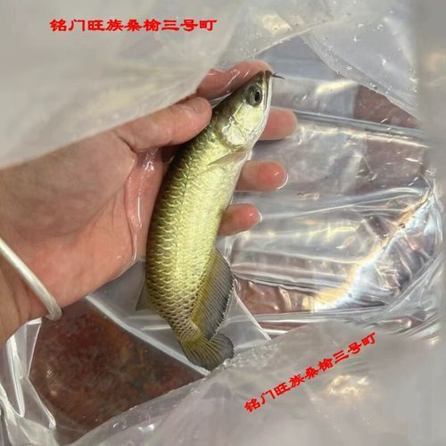 英德龍魚有哪些獨特品種？，英德龍魚品種及其獨特類型，紅龍魚品種及其獨特類型