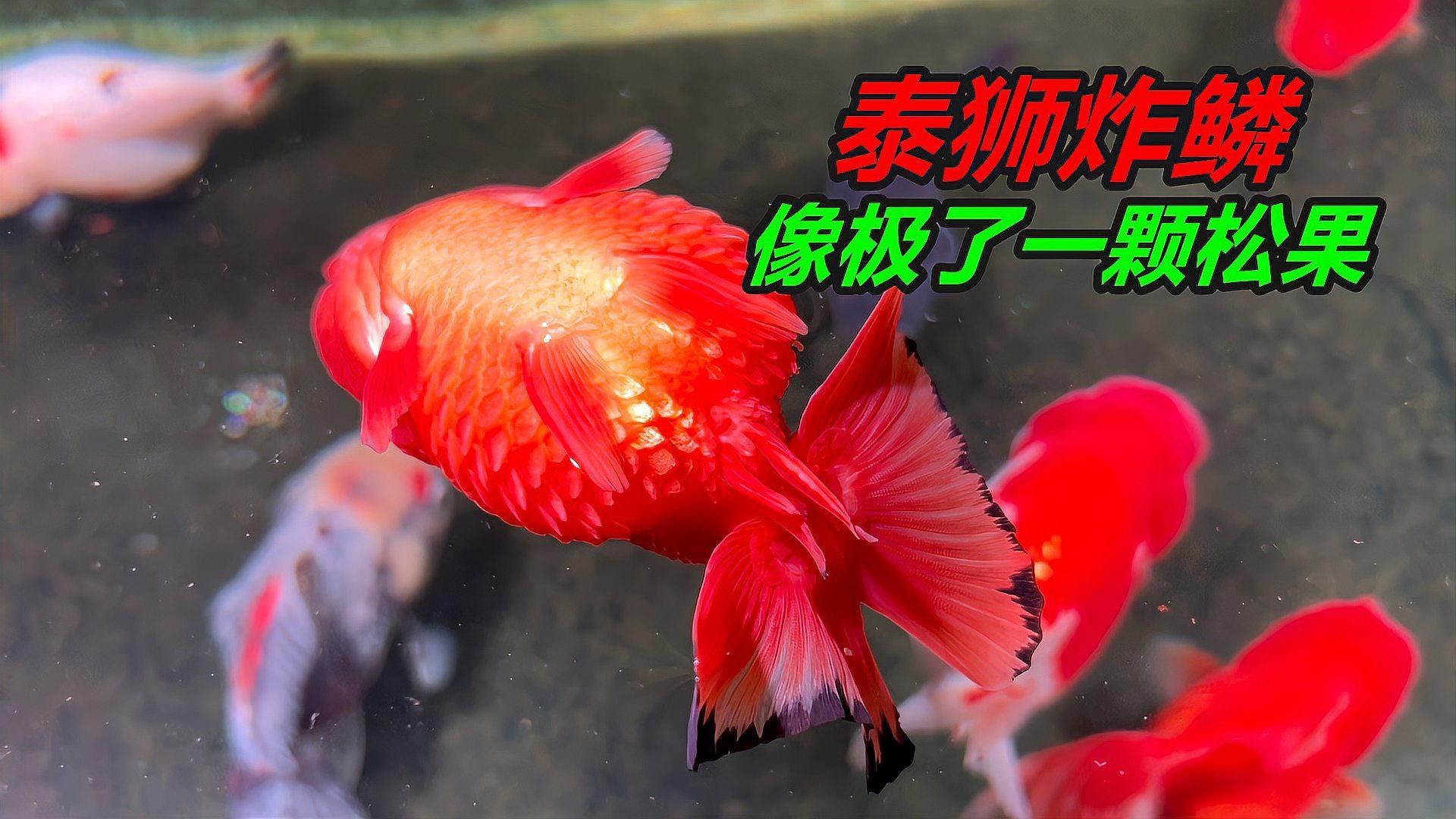 如何判斷金魚是否患有炸鱗病，怎樣判斷金魚是否患有炸鱗病