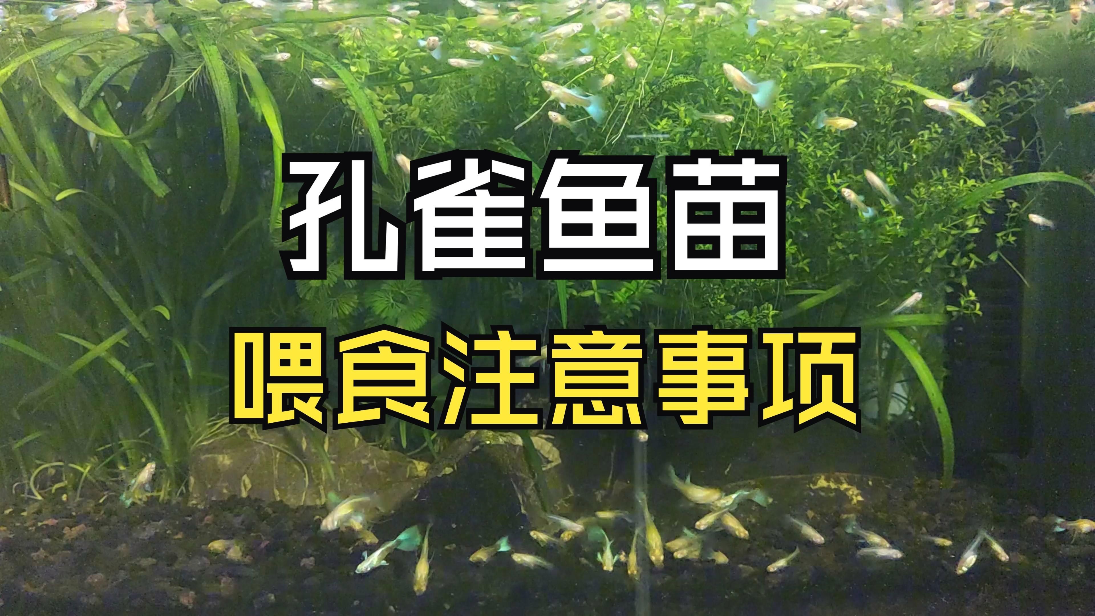 孔雀魚幼魚多久喂一次，孔雀魚幼魚一天喂多少合適孔雀魚幼魚一天喂多少合適