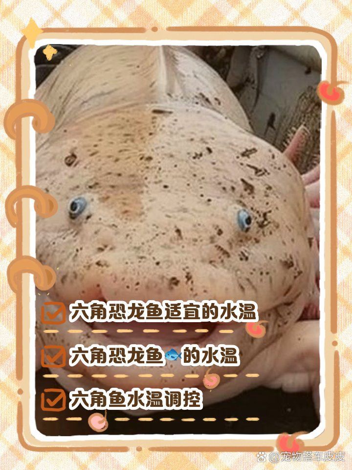 六角恐龍的最佳水溫是多少，六角恐龍的最佳水溫是16–20℃，六角恐龍的最佳水溫