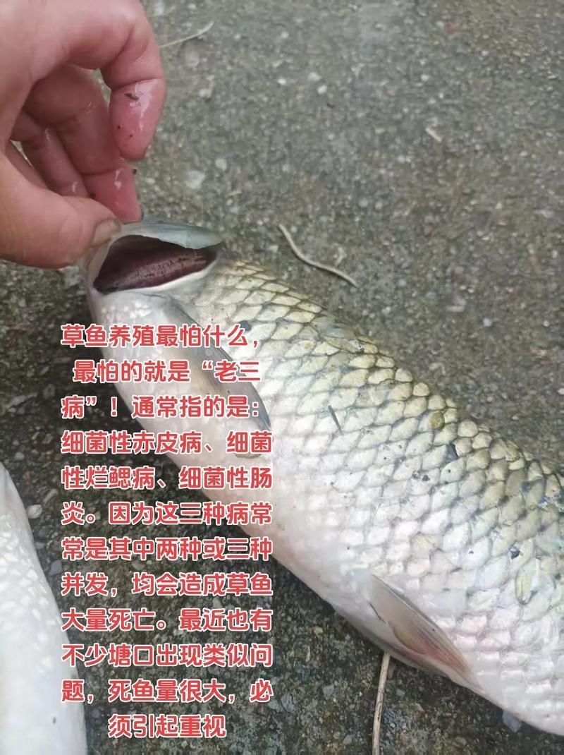 哪些藥物可以治療魚背發黑,蝴蝶鯉背部發黑是怎么回事 龍魚百科 第5張 哪些藥物可以治療魚背發黑,蝴蝶鯉背部發黑是怎么回事 哪些藥物可以治療魚背發黑,蝴蝶鯉背部發黑是怎么回事 龍魚百科 第5張