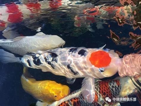 錦鯉紅斑病圖片，錦鯉紅斑病怎么治療