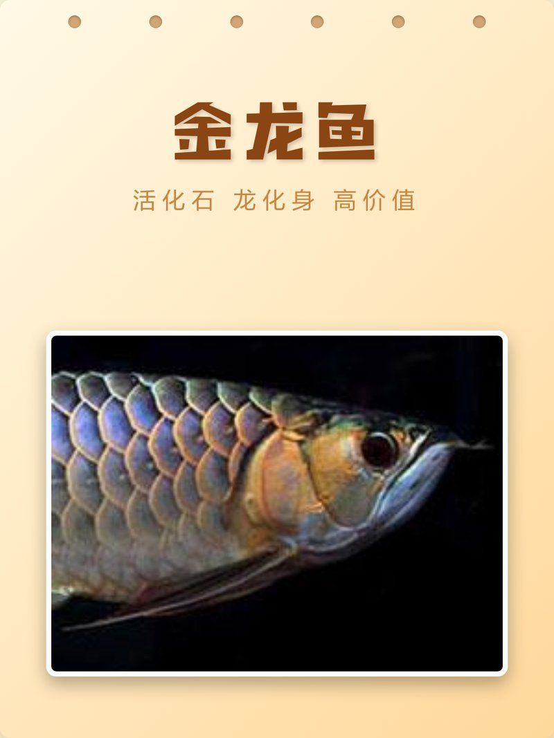 有哪些知名的龍魚品牌？，金龍魚的品牌介紹