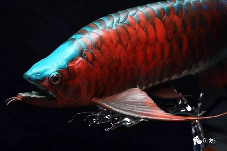 <strong><mark>南皮</mark></strong>龍魚有哪些知名品牌？，“<strong><mark>南皮</mark></strong>龍魚”與“<strong><mark>南皮</mark></strong>”發音相近，政錫龍魚品牌選購指南