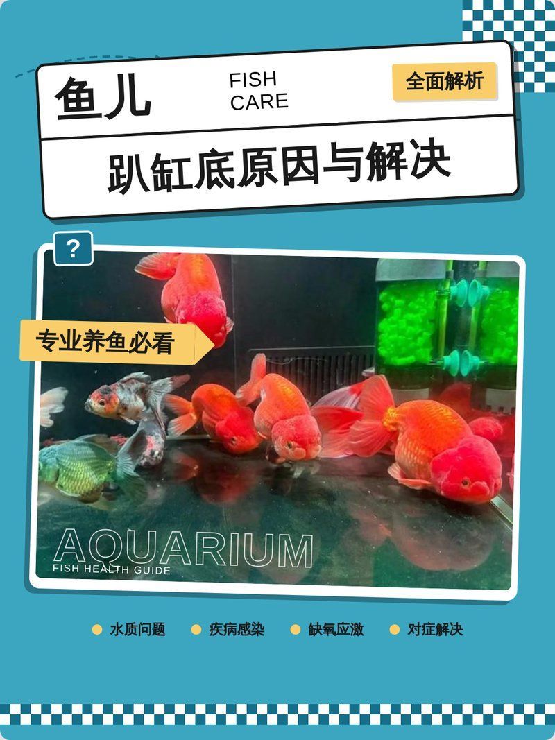 魚兒趴缸底怎么回事，魚兒趴缸底不是小事，可能是它在“求救” 魚兒趴缸底怎么回事，魚兒趴缸底不是小事，可能是它在“求救” 龍魚百科 第2張