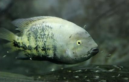 黃曼龍魚有哪些常見疾病？，黃曼龍、黃曼龍魚的常見疾病類型有哪些常見疾病信息