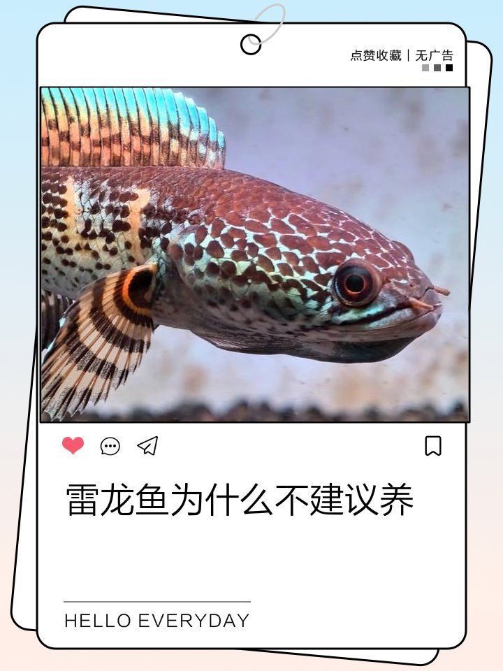 為什么不建議養雷龍魚，關于雷龍魚的幾個誤區 為什么不建議養雷龍魚，關于雷龍魚的幾個誤區 龍魚百科 第2張