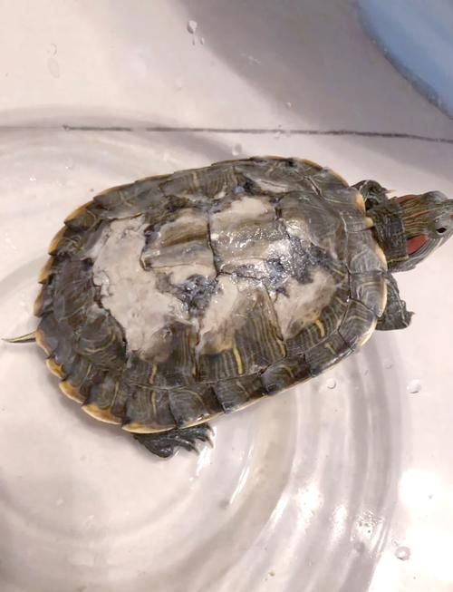 龜增色龍魚(yú)疾病預(yù)防，增色龍魚(yú)疾病預(yù)防 龜增色龍魚(yú)疾病預(yù)防，增色龍魚(yú)疾病預(yù)防 龍魚(yú)百科 第6張