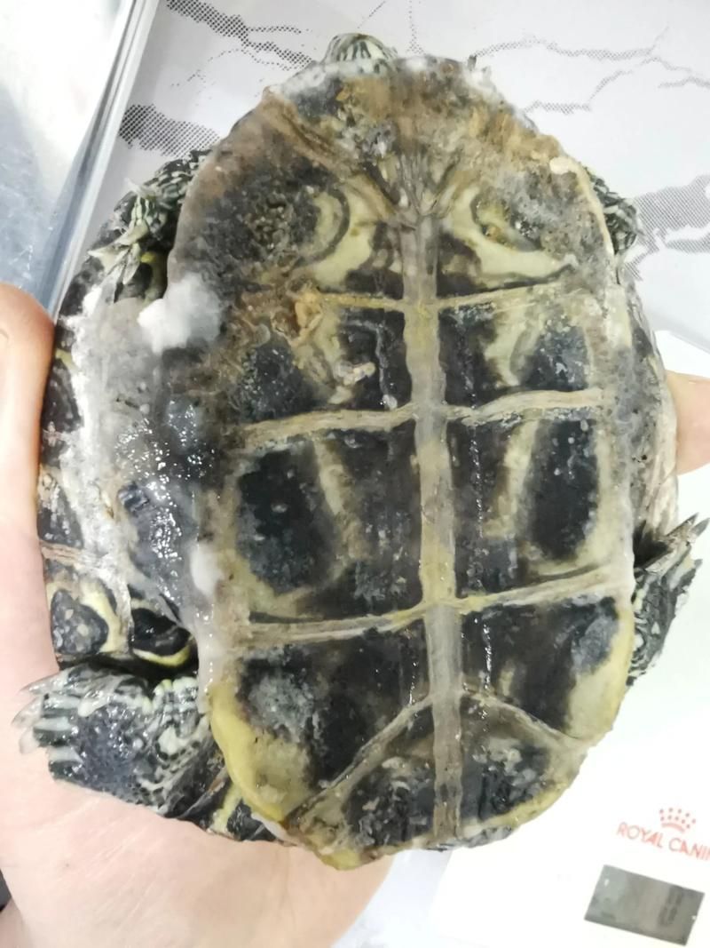 龜增色龍魚(yú)疾病預(yù)防，增色龍魚(yú)疾病預(yù)防 龜增色龍魚(yú)疾病預(yù)防，增色龍魚(yú)疾病預(yù)防 龍魚(yú)百科 第7張
