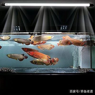 如何判斷自己是否適合養(yǎng)魚(yú)，如何判斷自己是否適合養(yǎng)魚(yú)——科學(xué)自測(cè)指南（1000字內(nèi)）