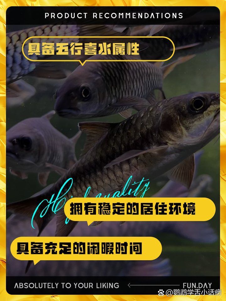 如何判斷自己是否適合養(yǎng)魚(yú)，如何判斷自己是否適合養(yǎng)魚(yú)——科學(xué)自測(cè)指南（1000字內(nèi)）