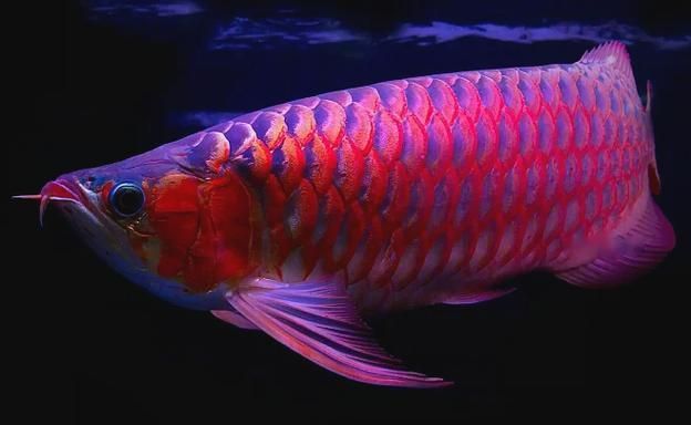 給我一些BTL紅龍魚的圖片，btl紅龍魚價格是多少btl紅龍魚的價格是多少 給我一些BTL紅龍魚的圖片，btl紅龍魚價格是多少btl紅龍魚的價格是多少 龍魚百科 第14張