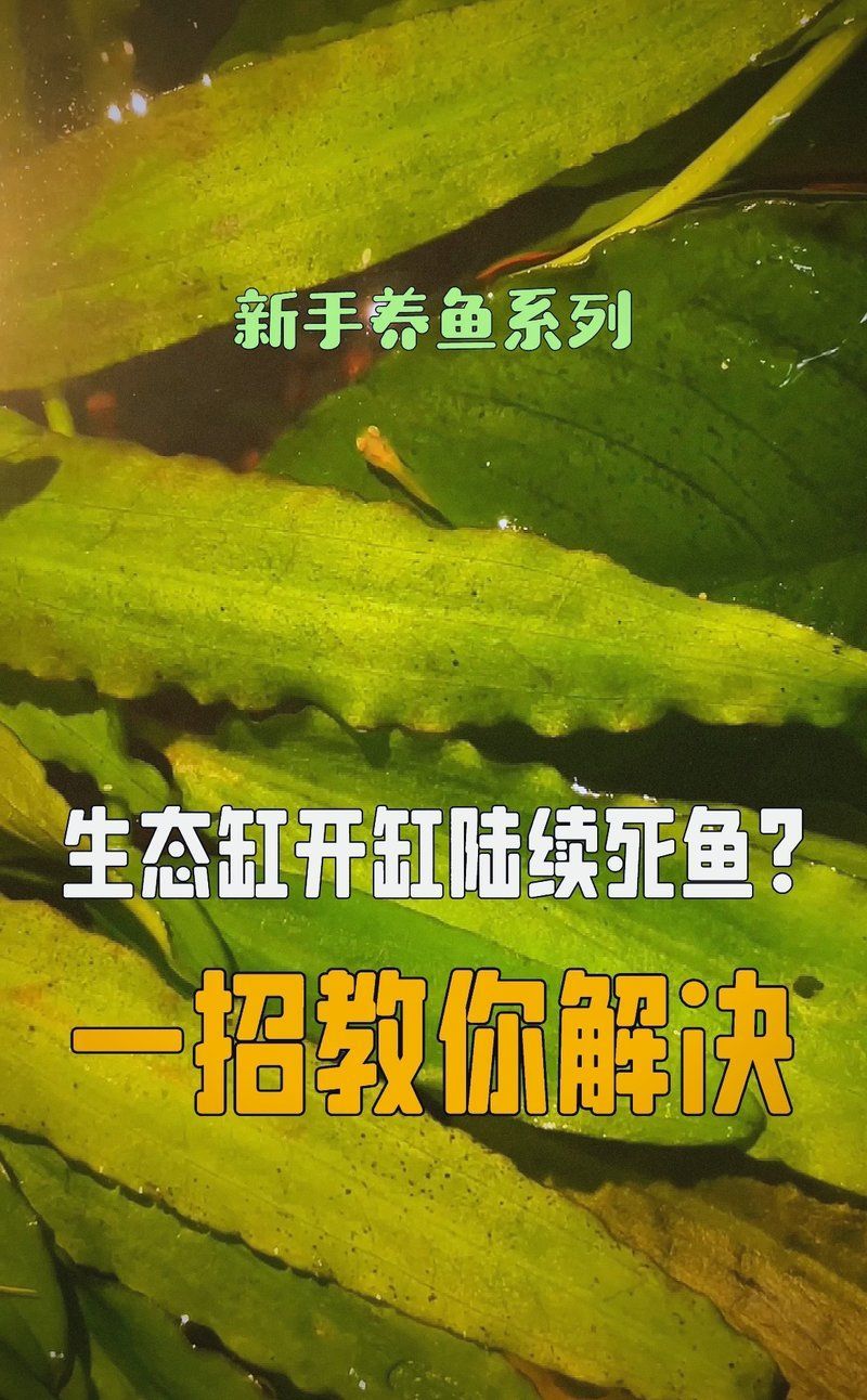養魚數量過多會有什么后果，養魚數量對魚類健康有影響嗎？